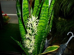 これがトラの尾の花 これがトラの尾の花