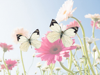 butterfly.jpg butterfly.jpg