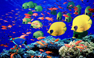 熱帯魚.jpg 熱帯魚.jpg