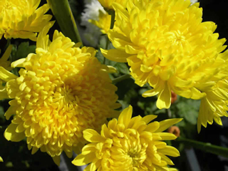 菊.jpg