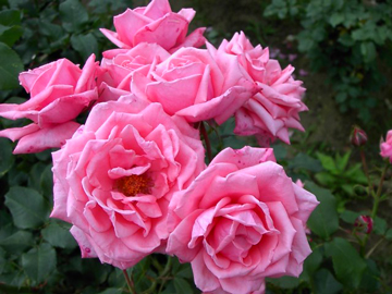薔薇.jpg