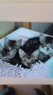 ねこ1.JPG