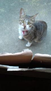 ねこ2.JPG