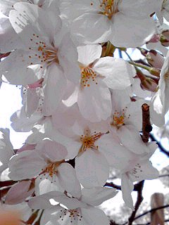120410_目黒川３.jpg